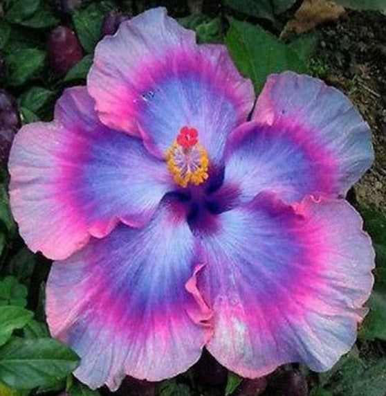 Giant Ombre - Dinnerplate - Tropical Hibiscus