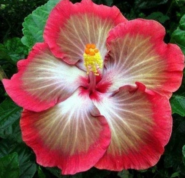 Tahitian Pretty Boy - Tropical Hibiscus