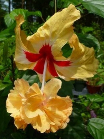 Lion's Tail - Yellow - Tropical Hibiscus