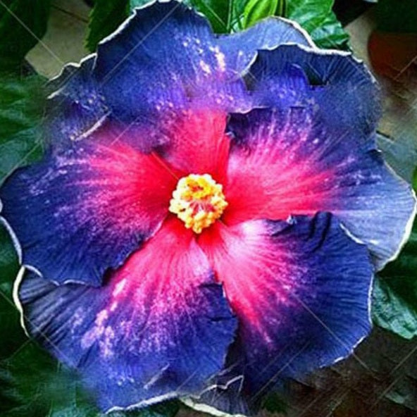 Glow in the Dark - Tropical Hibiscus