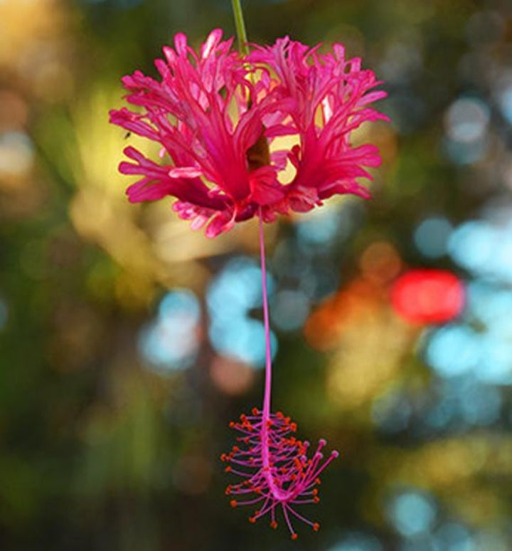 Hanging Coral/Japanese Lantern - Tropical Hibiscus