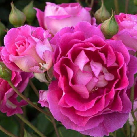 Mauvelous- Floribunda Rose