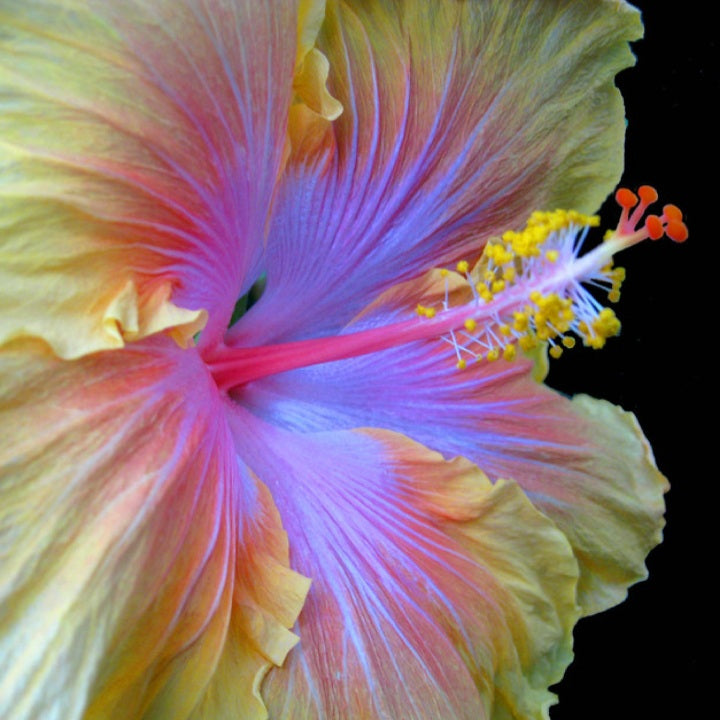 The Path - Tropical Hibiscus