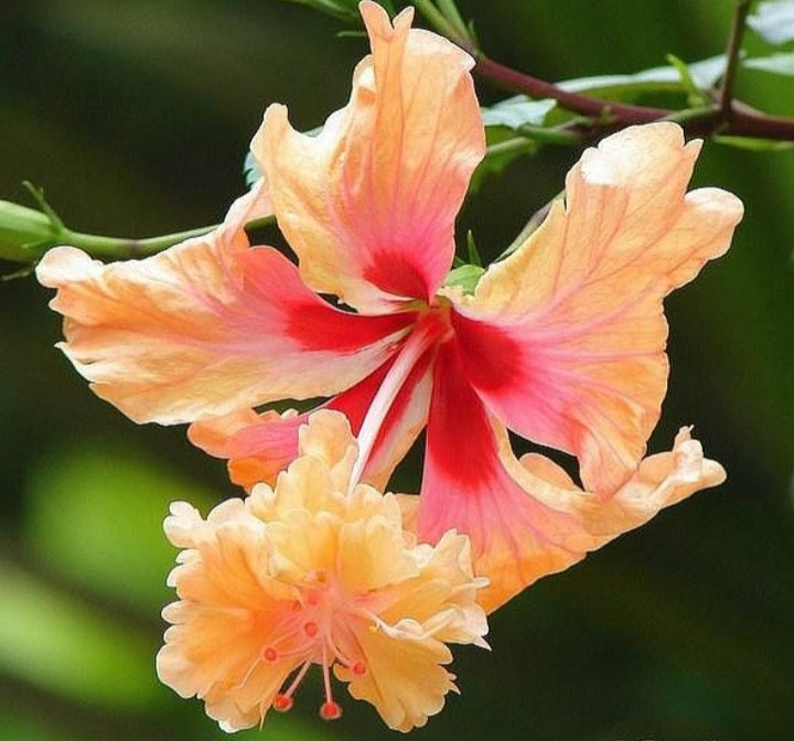 Lion's Tail - Coral - Tropical Hibiscus