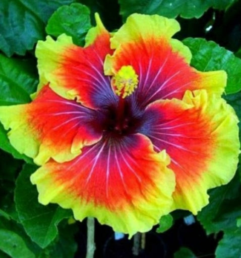 Tahitian Lion Queen - Tropical Hibiscus