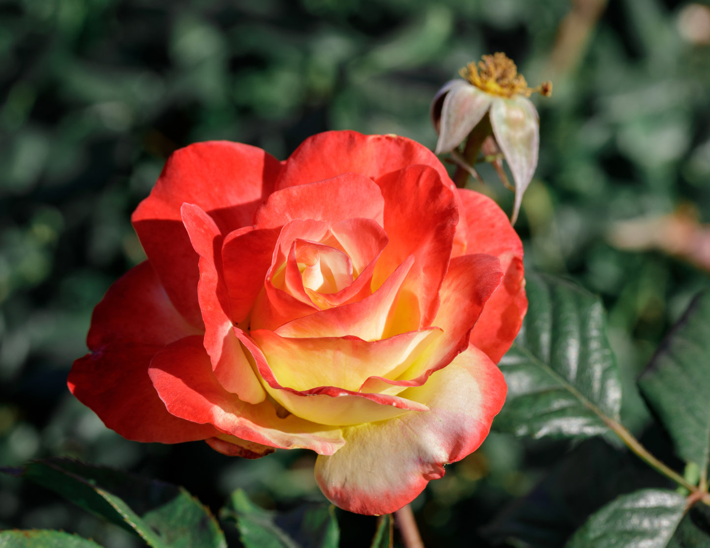 Chihuly- Double Petal Floribunda Rose
