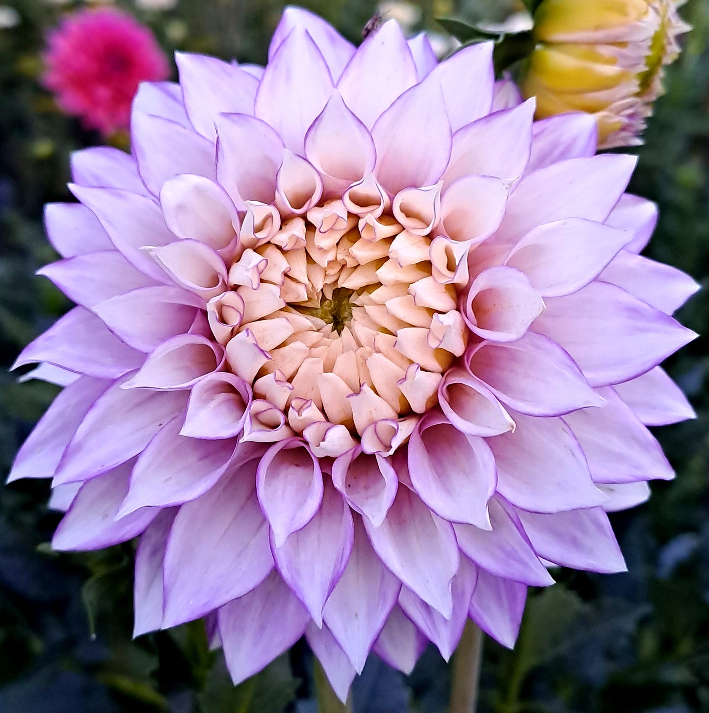 Clearview Debby - Dahlia