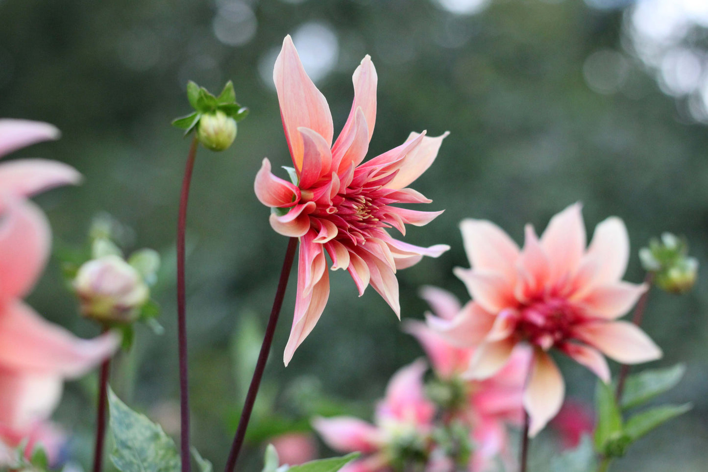 MAY- Waking, Planting and Caring for Dahlias Workshop
