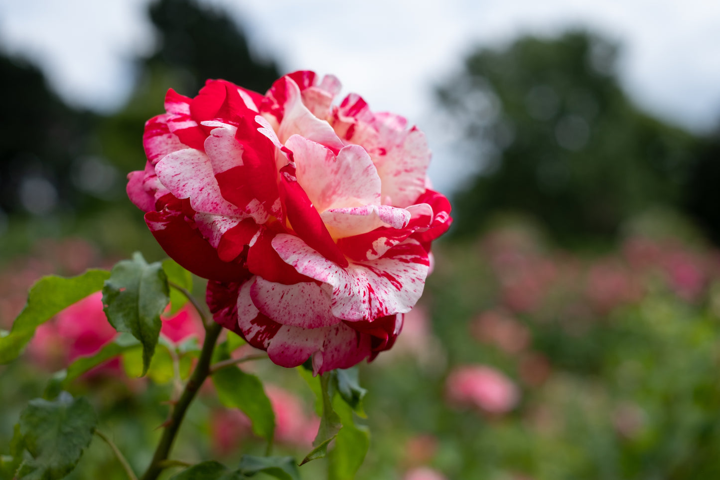 Rock & Roll- Grandiflora Rose