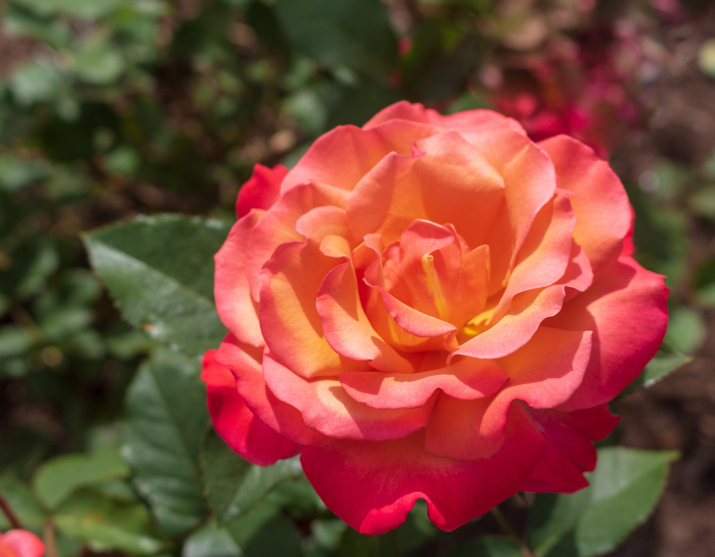 Tuscan Sun- Floribunda Rose