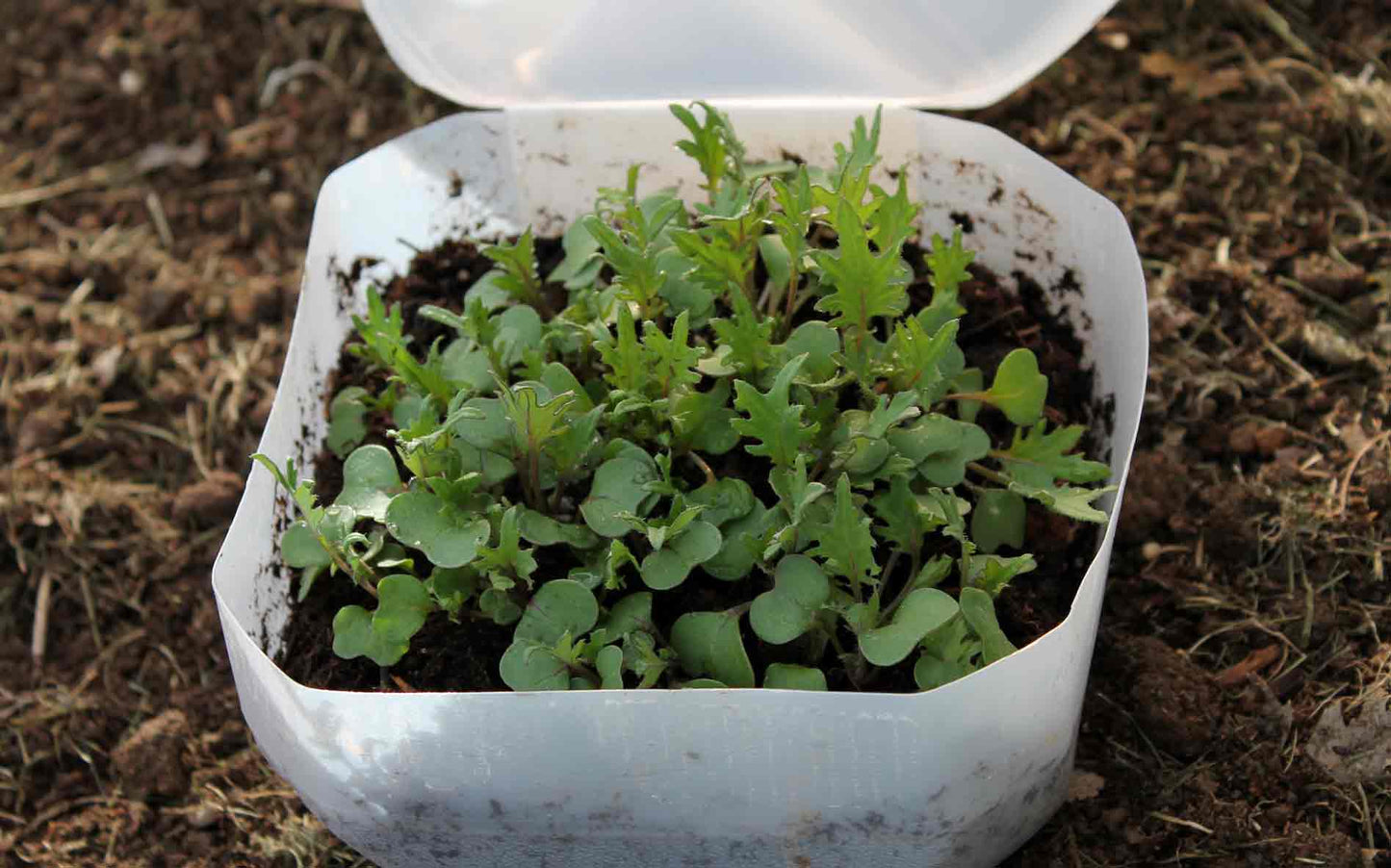 JANUARY- Winter Sowing Workshop! (in covered rows or plastic containers)